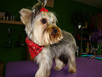 Salonik Fryzjersko-Kosmetyczny dla psów - Yorki - foto 06