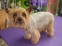 Salonik Fryzjersko-Kosmetyczny dla psów - Yorki - foto 09